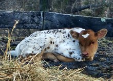 CH RAINS SPECKLED LEGACY