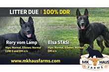 Rory x Elsa 2026 Litter