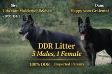 Udo x Happy Litter 2026