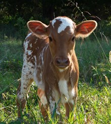 Meadowgreen Dividend x Beasts Rio Beauty