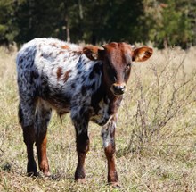 Stranglehold X HL Kay Kay