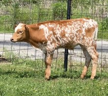 Chardcoal x Super Te