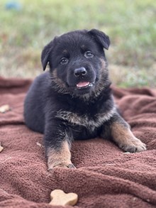 Brownie x Garcia Litter 2025 1 M 4 F