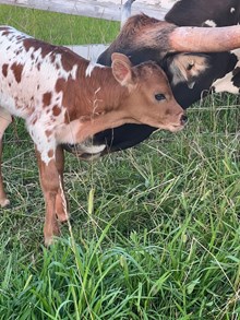 Stranglehold x Runaway Bride heifer 2025