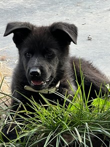 Brownie x Garcia Litter 2025 1 M 4 F