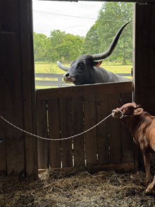 Dividend x Constance Bull