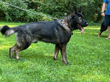 Rip x Happy litter due July 28 2025