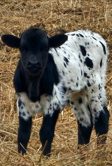 CH SHINEY BLACK PEARL