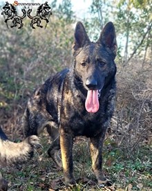 Dracul von den Wilden Teufeln