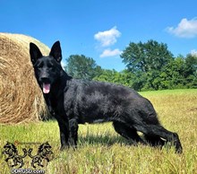 Echos des Krieges vom MK Haus