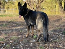 Erin vom Kranich's Hof 