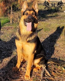 Unforgiven Hydra vom ICER 