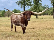 TCC Designing Lady TAG 702