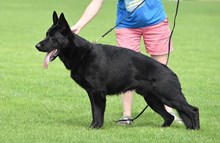 Tomahawk von Weltwitz